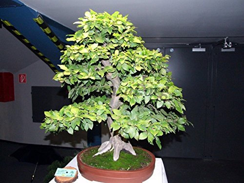 Hainbuche 20 Samen-Carpinus betulus-Strauch/Baum