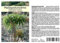 Seedeo® Madagaskarpalme (Pachypodium lamerei) 10 Samen