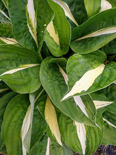 Bali-Hai Mail Order Nursery