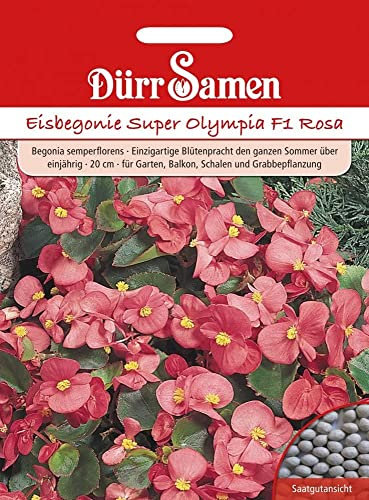 Eisbegonie Samen Begonien Super Olympia F1 rosa Eisbegoniesamen ca 100 Pillen Saatgut Dürr Samen Garten Balkon Einjährig