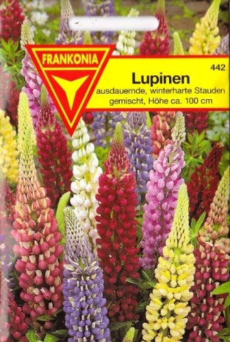 Lupinen, Lupinus polyphyllus, ca. 35 Samen, winterhart