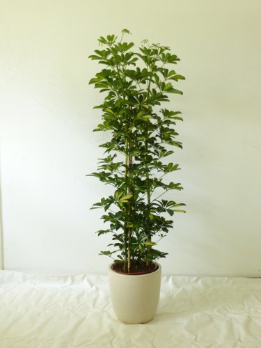 [Palmenlager] - Schefflera arboricola Gold Capella 100 cm - Strahlenaralie - 3er Tuff/Zimmerpflanze