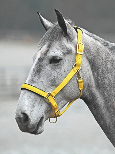 Shires 387 Topaz Nylon Halfter, gelb