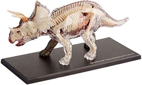 Tedco 4D Vision Triceratops Anatomy Model