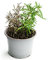 Rosmarinus officinalis - Romero