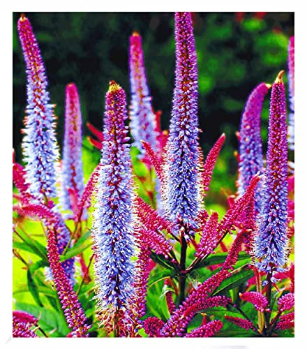 BALDUR Garten Veronika 'Cupido',2 Pflanzen, schimmern wunderschön pink & blau, winterharte, mehrjährige Staude, ideal für Staudenrabatte & im Kübel, wunderschöner Blickfang
