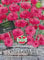 Kornblume SPERLI's Rote Lola