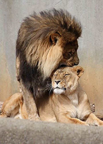 1art1 Raubkatzen Löwen, Schmusekatzen, 2-Teilig Fototapete Poster-Tapete 250x180 cm