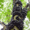Semi 30pcs frutta brasiliano Uva Albero semi Jabuticaba Cresce Frutta sul suo tronco decorazione del giardino delle piante