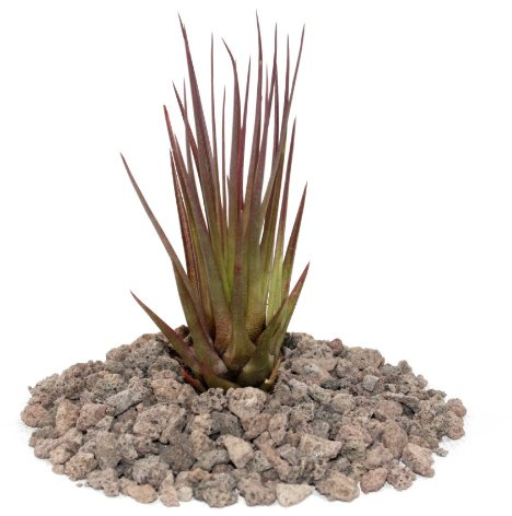 Exotenherz - Tillandsia melanocrater tricolor - rot - lose Pflanze - klein