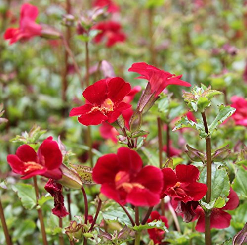 WASSERPFLANZEN WOLFF - 2er-Set - Mimulus cupreus 'Roter Kaiser' - Gauklerblume, rot - QUALITÄTSTAUDEN