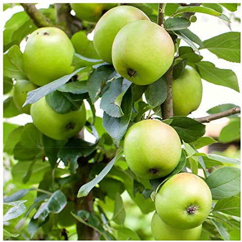 Greensleeves Self-Fertile Apple Tree 4-5ft Ready to Fruit, in a 6L Pot 3fatpigs®
