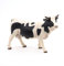 Papo -Handbemalt - Figuren -Das Leben auf dem Bauernhof-Holstein Kuh-51148-Sammelbar-Für Kinder - Geeignet für Jungen und Mädchen - Ab 3 Jahren