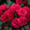 Rose Fairy Dance- Bodendeckerrose blutroten Blüten - Kleinstrauchrose Pflanze Winterhart Halbschattig von Garten Schlüter - Pflanzen in Top Qualität