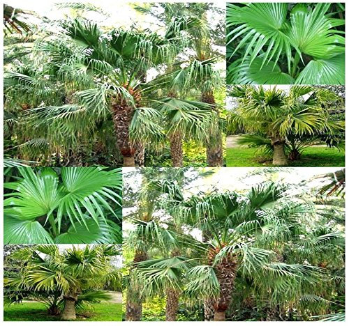 (10) Chinese Fan Palm, Livistona chinensis, frische Samen
