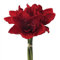 Fuchs seit 1895 Künstlicher Amaryllis Bund in rot Kunstpflanze 30 cm