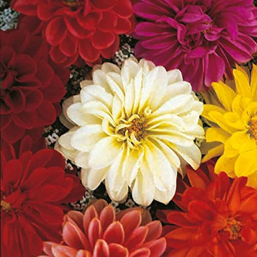 Pack Kings Dahlia Seed Unwins Dwarf Mixed Flower Seeds