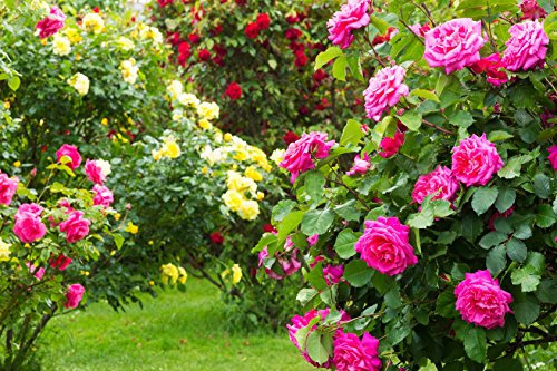 Englische Rose - Wählen Sie Ihre Wunschrose
