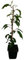 2 x Minikiwi Pflanzen - Geneva- weibliche und männliche Pflanze Actinidia arguta Kiwai winterharte Kiwi