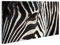 islandburner Bild Bilder auf Leinwand Zebra V2-1p XXL Poster Leinwandbild Wandbild Dekoartikel Wohnzimmer Marke