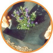 Nutley's Lot de weedban 50 gms 1 m x 10 m Tissu anti mauvaises herbes Noir