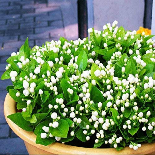 20 Stück Jasmin Blume Arabischer Jasmin Samen