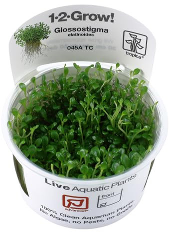 Tropica Glossostigma elatinoides 1-2-Grow Tissue Culture In Vitro Live Aquarium Plant Shrimp Safe & Snail Free