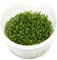 Tropica Glossostigma elatinoides 1-2-Grow Coltura di tessuti in vitro Pianta per acquario vivo, sicura per gamberetti e senza lumache