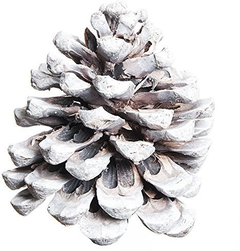 Natur-deko PINIEN- ZAPFEN ca 100-140mm. 2 Stück. Baumzapfen in weiß Weiss -40