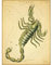 Wee Blue Coo Paintings Drawing Star Map Scorpio Scorpion Constellation Art Print Poster Wall Decor Kunstdruck Poster Wand-Dekor-12X16 Zoll