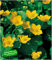 BALDUR Garten Sumpfdotterblume, 3 Pflanzen Caltha palustris Wasserpflanze Teichpflanze