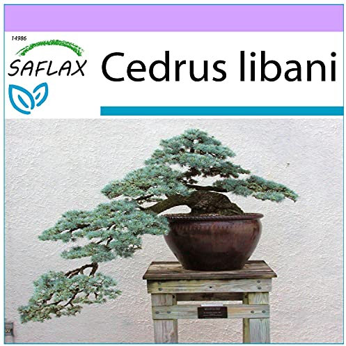 SAFLAX - Bonsai - Libanon Zeder - 20 Samen - Cedrus libani