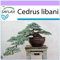 SAFLAX - Bonsai - Libanon Zeder - 20 Samen - Cedrus libani