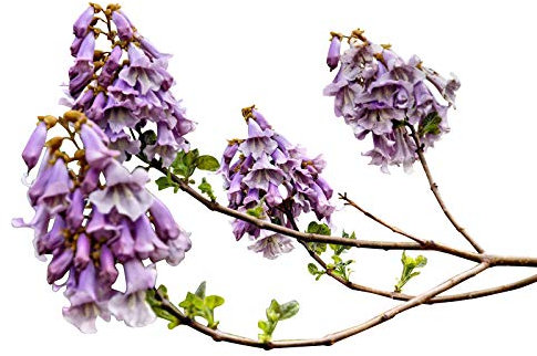 Chinesischer Blauglockenbaum *Paulownia tomentosa* 100 frische Samen -Winterhart-