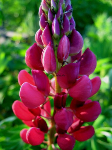 Staudenkulturen Wauschkuhn Lupinus polyphyllus 'Mein Schloß' - Lupine - Staude im 11cm Topf