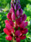 Staudenkulturen Wauschkuhn Lupinus polyphyllus 'Mein Schloß' - Lupine - Staude im 11cm Topf