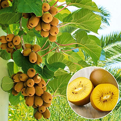Promoción grande! Las semillas de kiwi plantas en maceta Mini árbol Rich árboles frutales hermoso Bonsai Kiwi Semillas, 100 semillas/Paquete, IT5O18