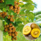 Promoción grande! Las semillas de kiwi plantas en maceta Mini árbol Rich árboles frutales hermoso Bonsai Kiwi Semillas, 100 semillas/Paquete, IT5O18