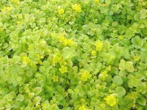Pack x6 Creeping Lysimachia Perennial Garden Trailing Plug Plants