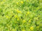 Pack x6 Creeping Lysimachia Perennial Garden Trailing Plug Plants