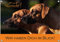 Petsigns Rhodesian Ridgeback - Hundeschild - Warnschild - massives Metallschild, DIN A4
