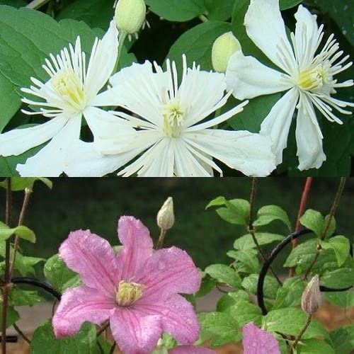 2 x Clematis : Summer Snow & Comtesse de Bouchaud - Weiss und Rosa | Klematis Kletterpflanzen - Mehrjährig & Winterhart | 2 x 1,5 Liter Töpfe
