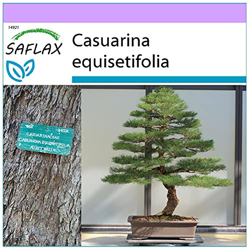SAFLAX - Casuarina comune - 200 semi - Casuarina equisetifolia
