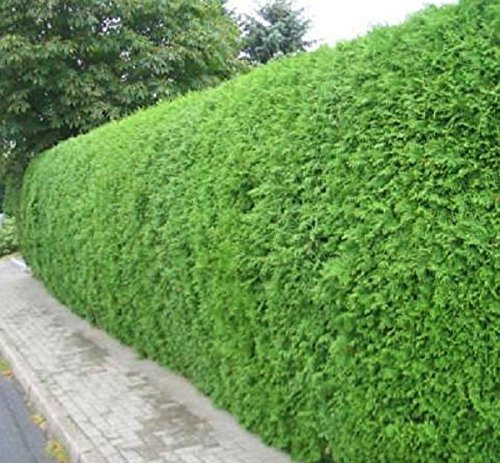 Müller Münchehof GmbH 25 Stück Thuja Brabant im Topf/Container Größe 20 bis 40 cm