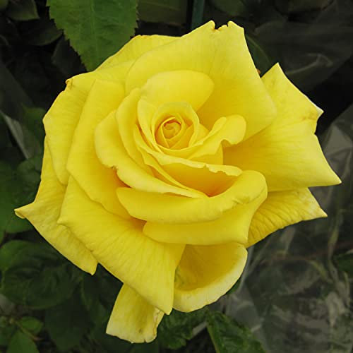 Forget Me Not - 5.5lt Potted Hybrid Tea Garden Rose Bush - Superb Large Yellow/Lemon Blooms, Great Health - Retirement Gift or Tribute Rose