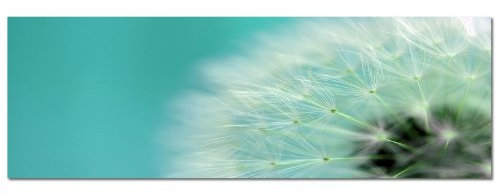 PANORAMA BILD in 150x50cm Pusteblume Wandbild xxl günstig & modern ART PRINT Wandbilder Bilder