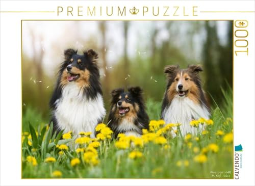 CALVENDO Puzzle EIN Motiv aus dem Kalender Wir lieben Shelties | 1000 Teile Lege-Größe 64 x 48 cm Foto-Puzzle für glückliche Stunden