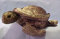 Zonies Earth Zone Collection by Russ - Terrapin The Turtle (Small) : Item 1420