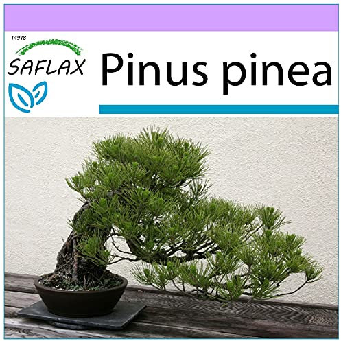 SAFLAX - Bonsai - Mittelmeer-Pinie - 6 Samen - Pinus pinea