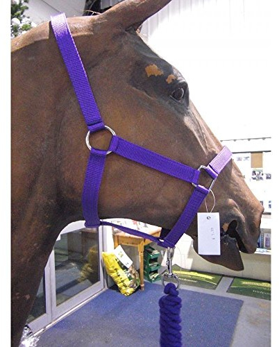 ROMA Headcollar & Lead Set